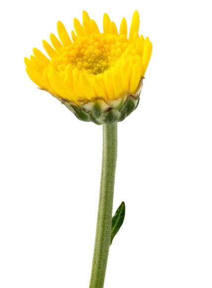 ff4wp yellow flower almost bloomed